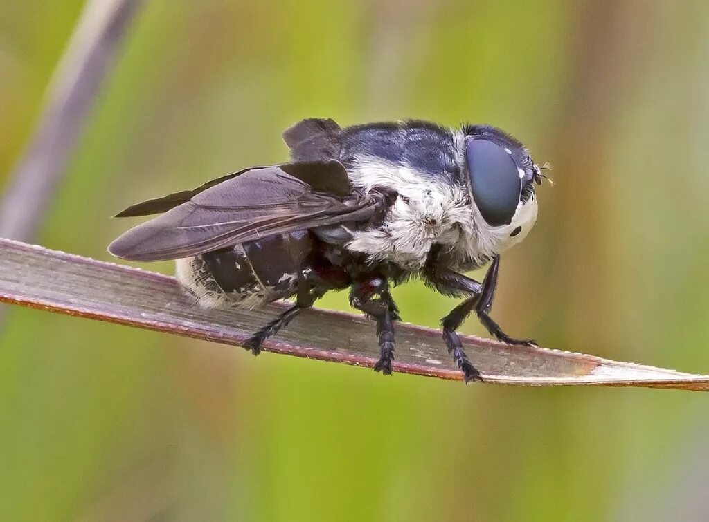 бычий слепень насекомое. королевский слепень. русский паут. русский паут. королевский слепень.
