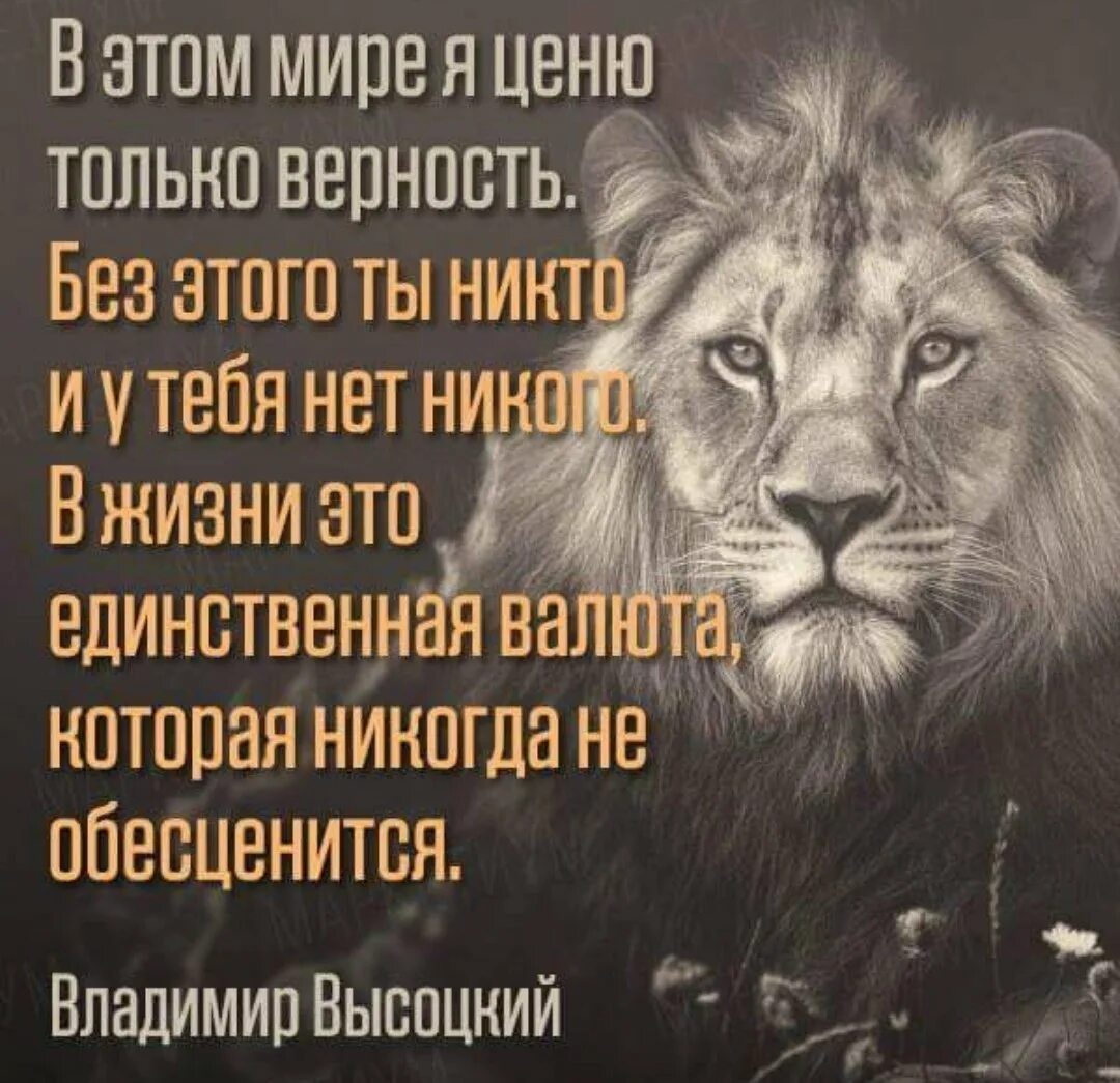 Цитаты про преданность. Мудрые высказывания со львом. статусы про верность и преданность. статусы про верность. высказывания о львах мужчинах.