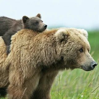 Медвежонок составить