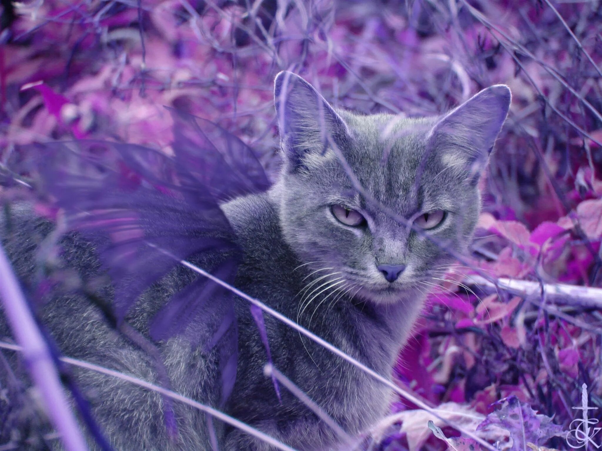 Кошки сиренью. Фиолетовая кошка. Сиреневая кошка. Лиловый цвет кота. Сиреневый котенок.