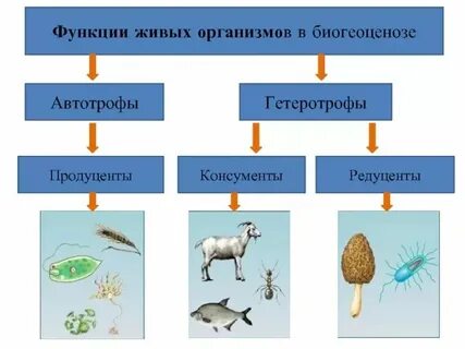 Какую роль выполняют редуценты