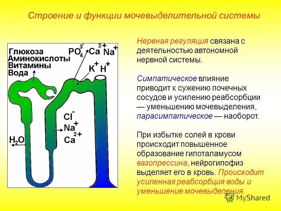 Как взаимосвязаны строение и функции мочевыделения