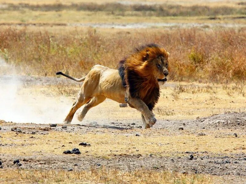 Лев атакует. Лев бежит. Лев в прыжке. Лев бежит за добычей. Лев охотится.