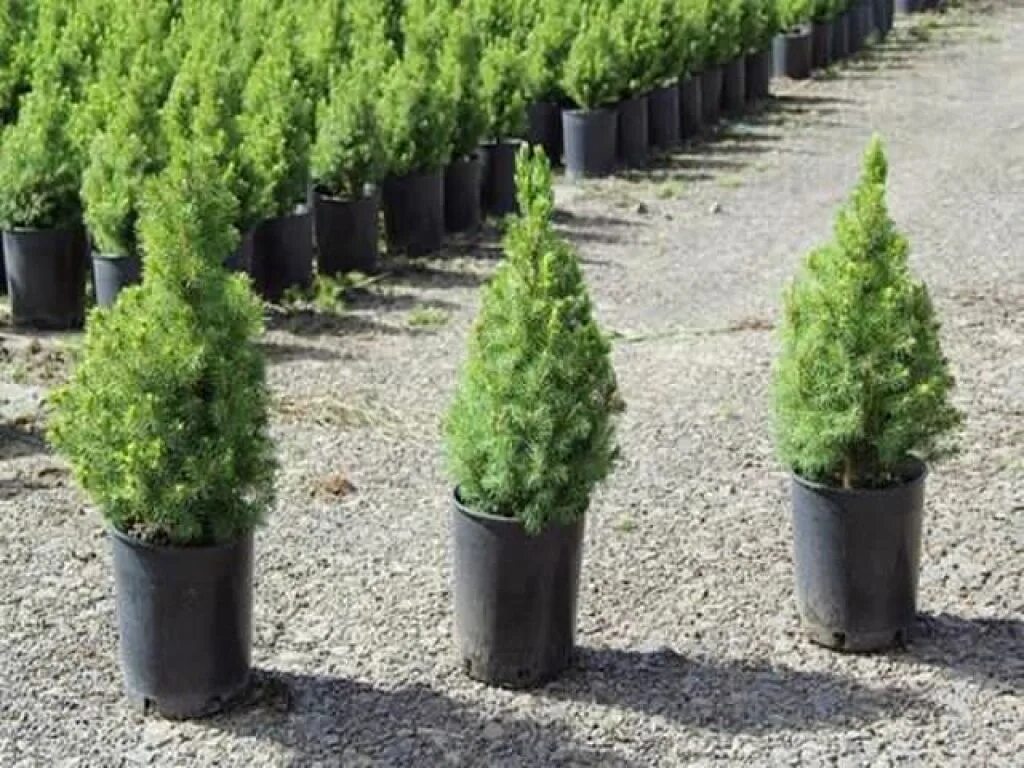 Ель канадская коника. Ель коника саженец. Ель коника как выращивать. Ель канадская коника майнголд. Ель канадская conica.