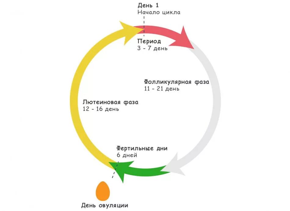 22 день цикла какая фаза. Фазы менструационного цикла фолликулярная лютеиновая. фазы цикла у женщин по дням схема. фазы месячного цикла у женщины. 2 фаза цикла.