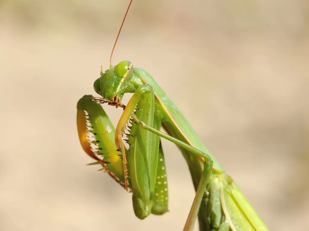 Богомол обыкновенный (Mantis religiosa). Богомол Mantis religiosa самка. Богомол обыкновенный Mantis religiosa самец. Богомол обыкновенный самка.