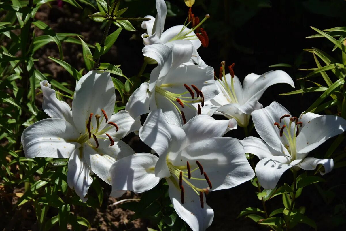 лилия гарден эффеэр. лилия белый ангел. лилия белая город. лилия белая лекарственная фото. лилии в саду.