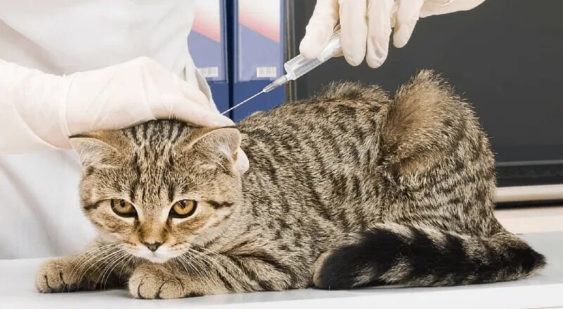 Вакцина для кошек 4. Вакцинация кошек. Мультифел вакцина для кошек. Мультифел фото.