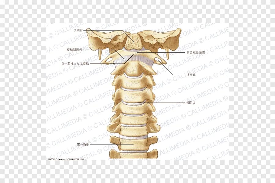 Шейный отдел кости скелета. Строение скелета шейный отдел. Шейный позвонок кость. Анатомия кости шейные позвонки. Анатомия шейных позвонков человека атлас.