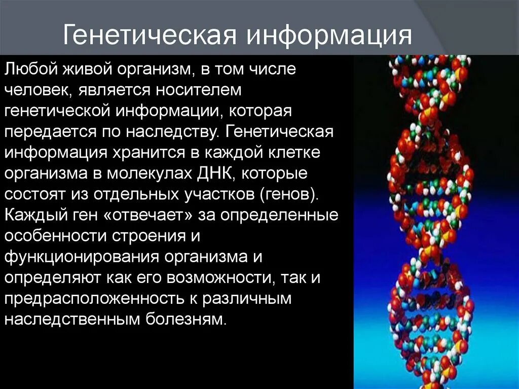 Генетическая информация. Молекула ДНК носитель наследственной информации. Носители генетической информации в клетке это. Генетика информация