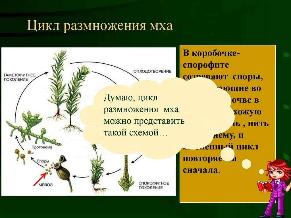 Зеленая нить протонема. Протонема мохообразных. Протонема сфагнума. Протонема мха цикл. Протонема мха зеленая нить