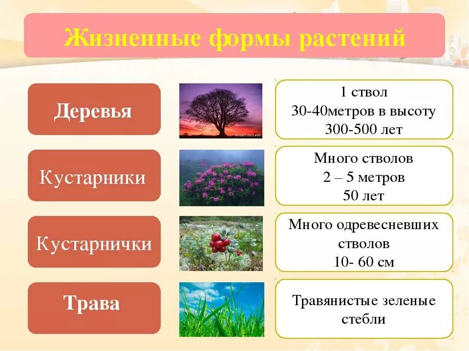 Основные жизненные формы деревья и кустарники