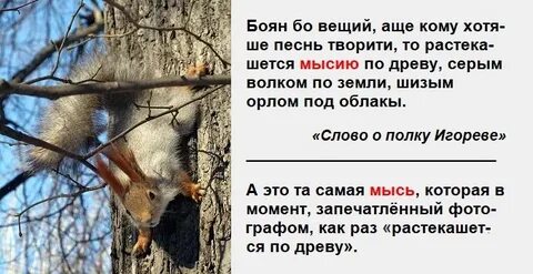 Введите выражение растекался мыслью по древу ковал