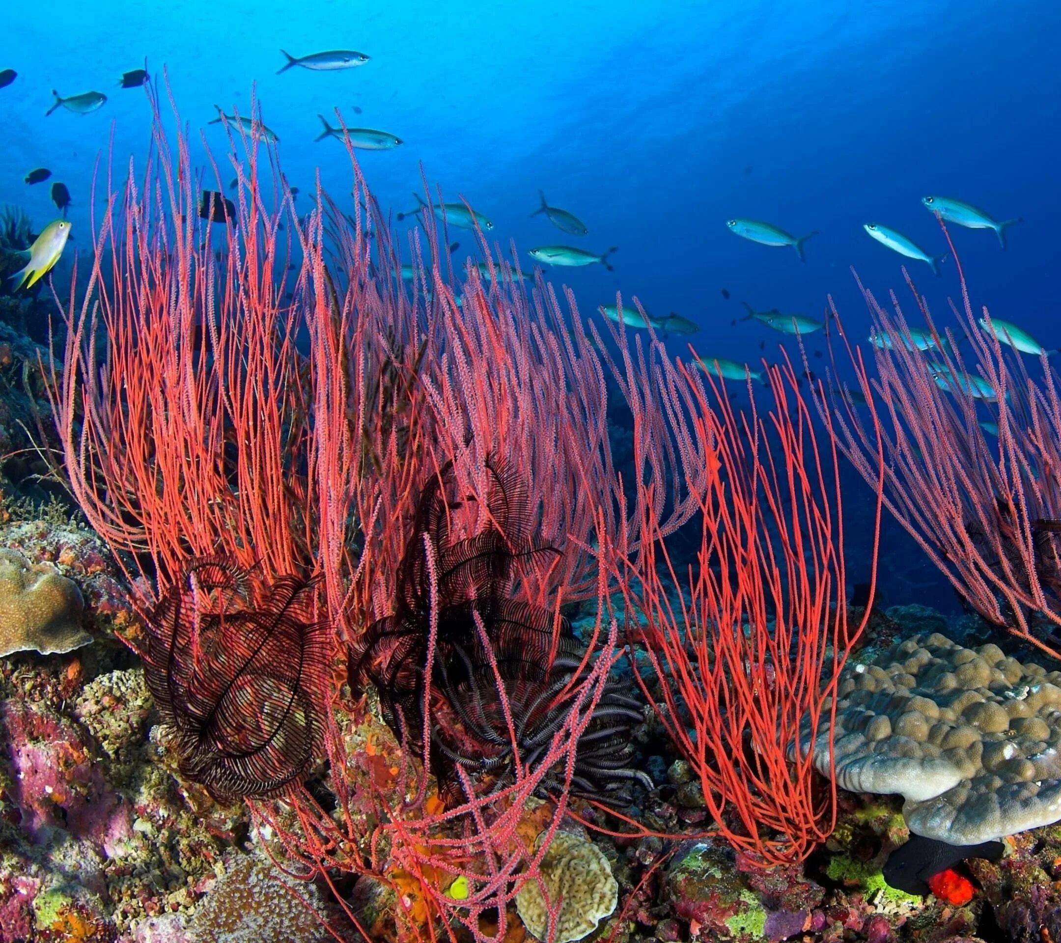 Придонные водоросли. Диатомеи бентос. Кораллы бентос. Посейдония океаническая. Бентосные водоросли.
