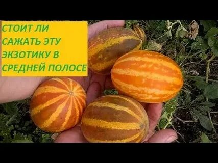 Дыня вьетнамская подарок