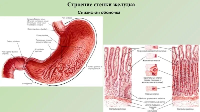 Строение оболочки желудка. Функциональная анатомия слизистой оболочки желудка. Слои стенки желудка анатомия. Схема строения стенки желудка.