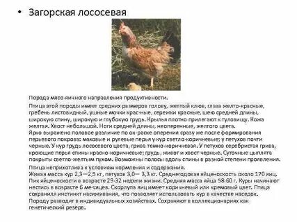 Порода кур мясо яичной продуктивности 7 букв