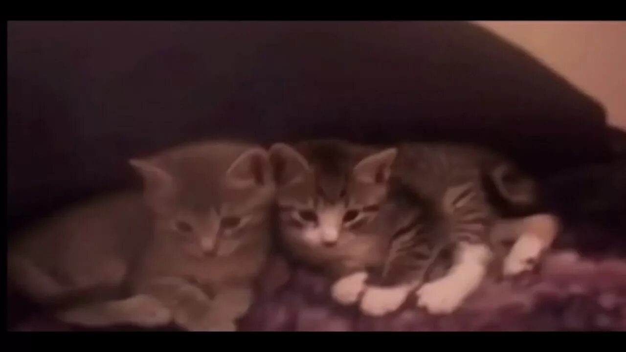 One boy two cats. парень в платье с котом живодер. 1 boy 2 kittens original. 2 cats 1 boy. убийца кошек нетфликс.