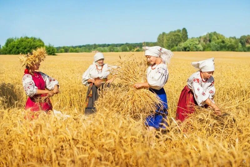 Собирают люди хлеб