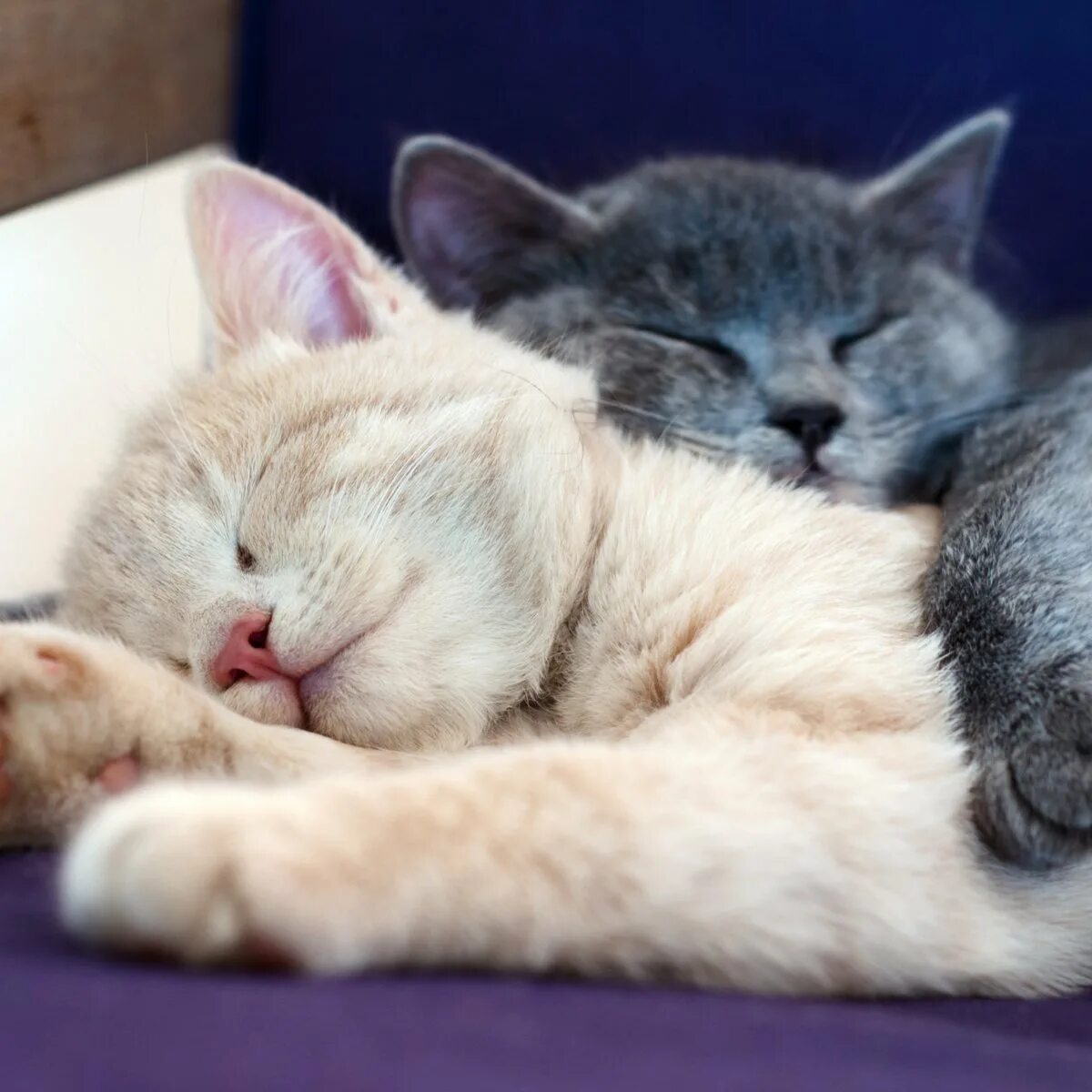 Котята спят в обнимку. Котики обнимаются. Котики спят вместе. Кошки спят вместе