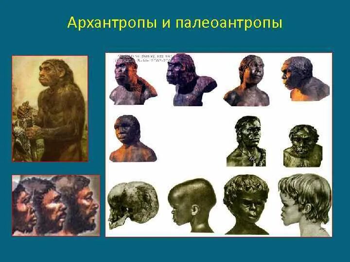 Протоантропы архантропы. Архантропы. палеоантропы апраантропы. архантропы и палеоантропы.