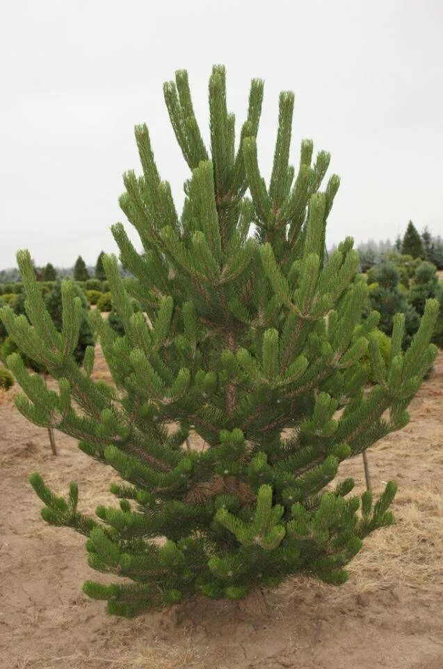 Pinus nigra Oregon Green. Сосна Горная Орегон Грин. Сосна черная Oregon Green. Сосна черная Орегон Грин Oregon Green.