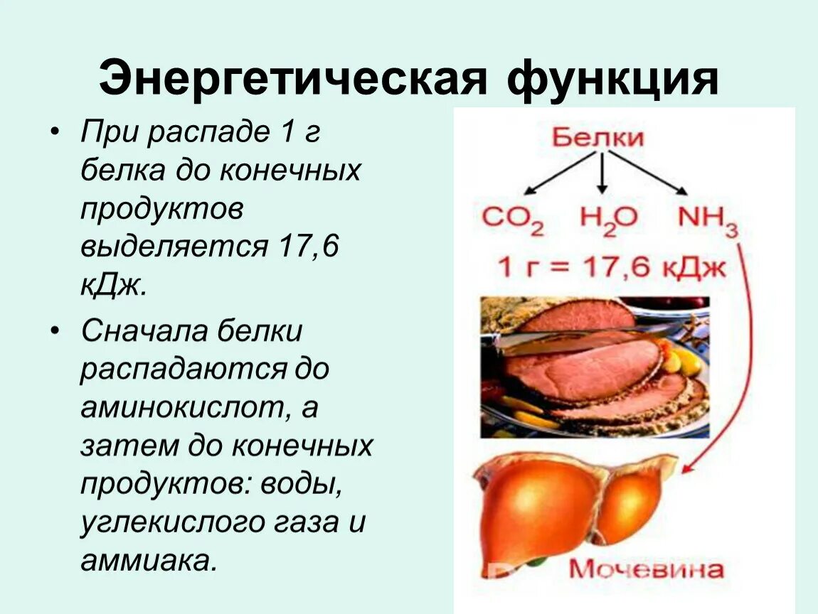 Удаление продуктов распада. Энергетическая функция белка. Энергетическая функция белков в организме человека. В чем заключается энергетическая функция белков. Функции энергетической функции.