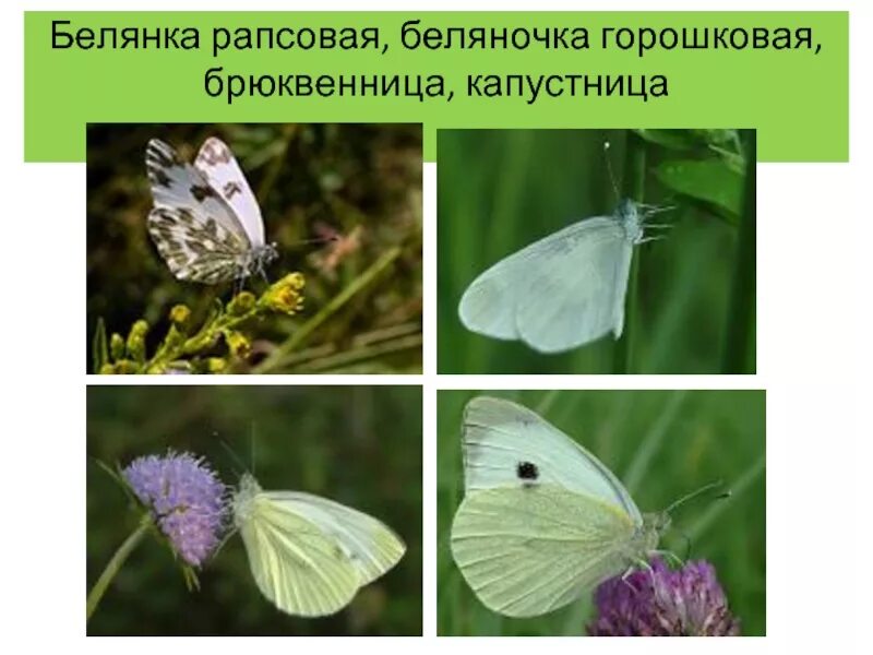 Рапсовая белянка полное или неполное превращение. Белянка рапсовая. белянка рапсовая бабочка. цикл развития бабочки капустницы. капустная белянка метаморфоз.