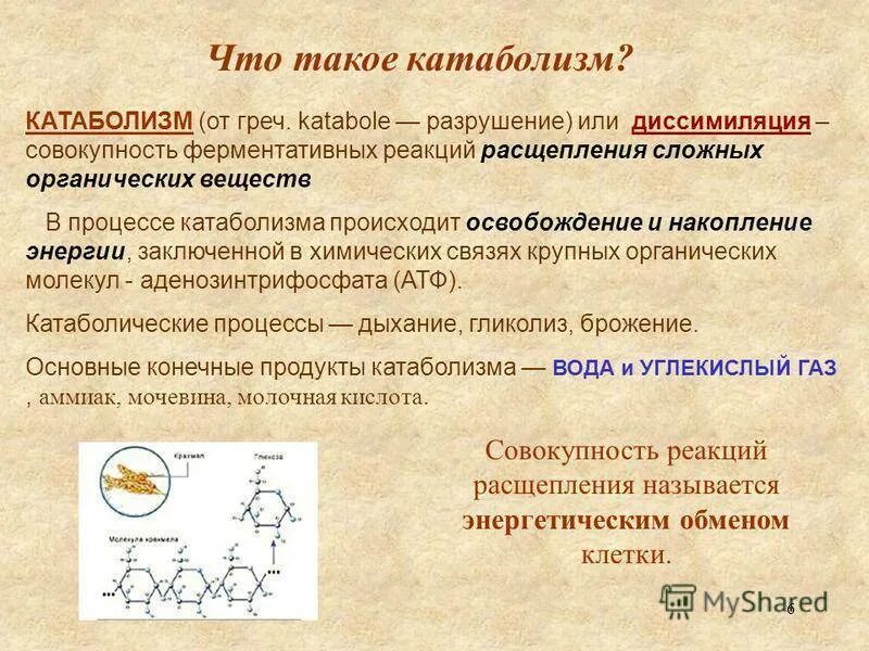 Катаболизм. Катаболические процессы. Катаболизм это в биологии. Что происходит в процессе катаболизма. Реакция распада в организме