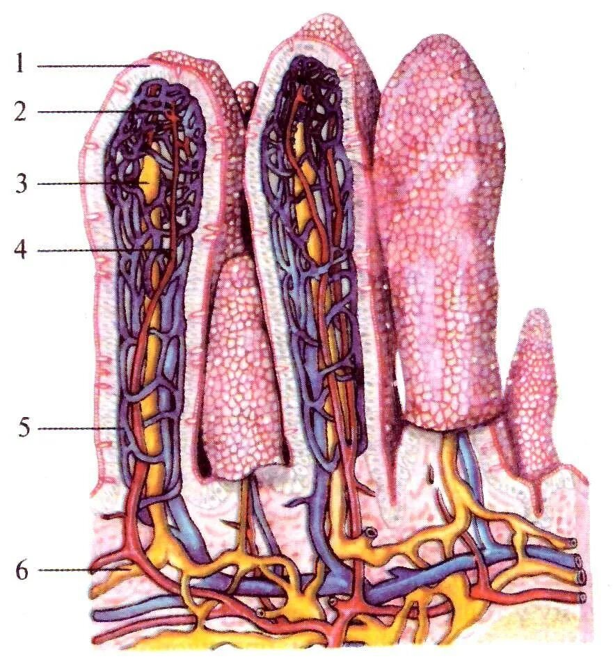 Ворсинки тонкого кишечника анатомия. Строения ворсинки слизистой оболочки тонкой кишки. Слизистая оболочка тонкого кишечника строение. Кишечные ворсинки тонкой кишки анатомия. Кишечные ворсинки характерны для