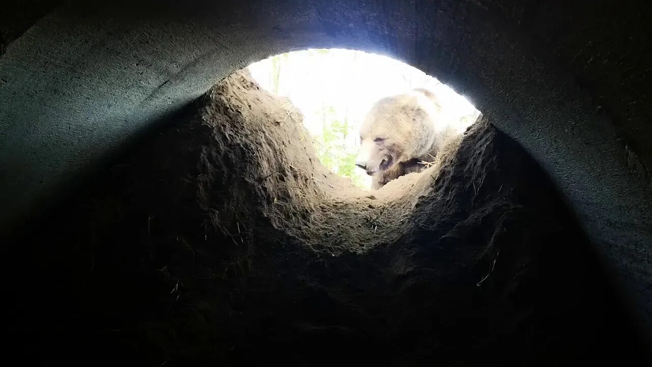 Берлога медведя изнутри.