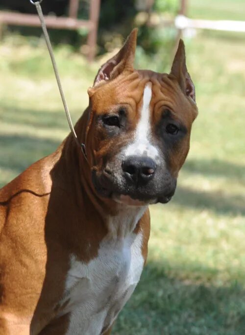 купированные уши у стаффа. стаффордширский терьер уши купированные. амстафф купированы уши. купированные амстафф. стаффордширский терьер купированные.