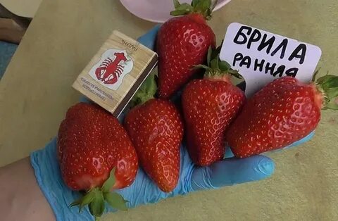 Брилла клубника описание и отзывы фото