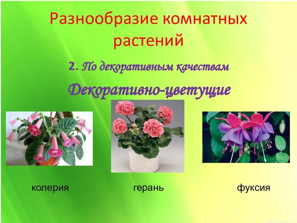 Растения города декоративное цветоводство 7 класс урок. Разнообразие комнатных растений. Комнатные растения слайд. Комнатные растения презентация. Цветоводство проект.