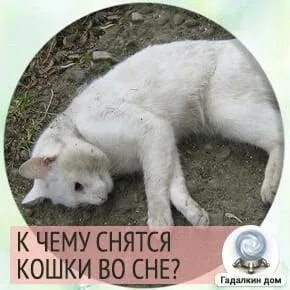 Что значит увидеть во сне кошек