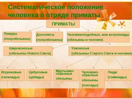 Положение человека в животном мире презентация