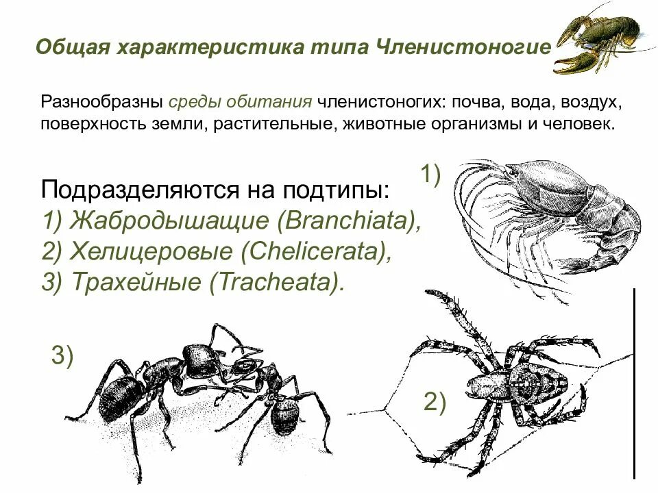 Какие классы у членистоногих. Среда обитания членистоногих. тип членистоногие среда обитания. образ жизни членистоногих. жабродышащие хелицеровые трахейнодышащие.