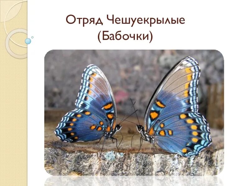 Класс чешуекрылые бабочки. Отряд чешуекрылые бабочки. отряд чешуекрылые или бабочки представители. представители отряда чешуекрылые бабочки. биология 7 класс отряд чешуекрылые.