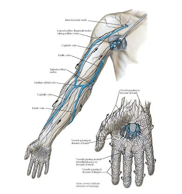Lymph Channels of the Body