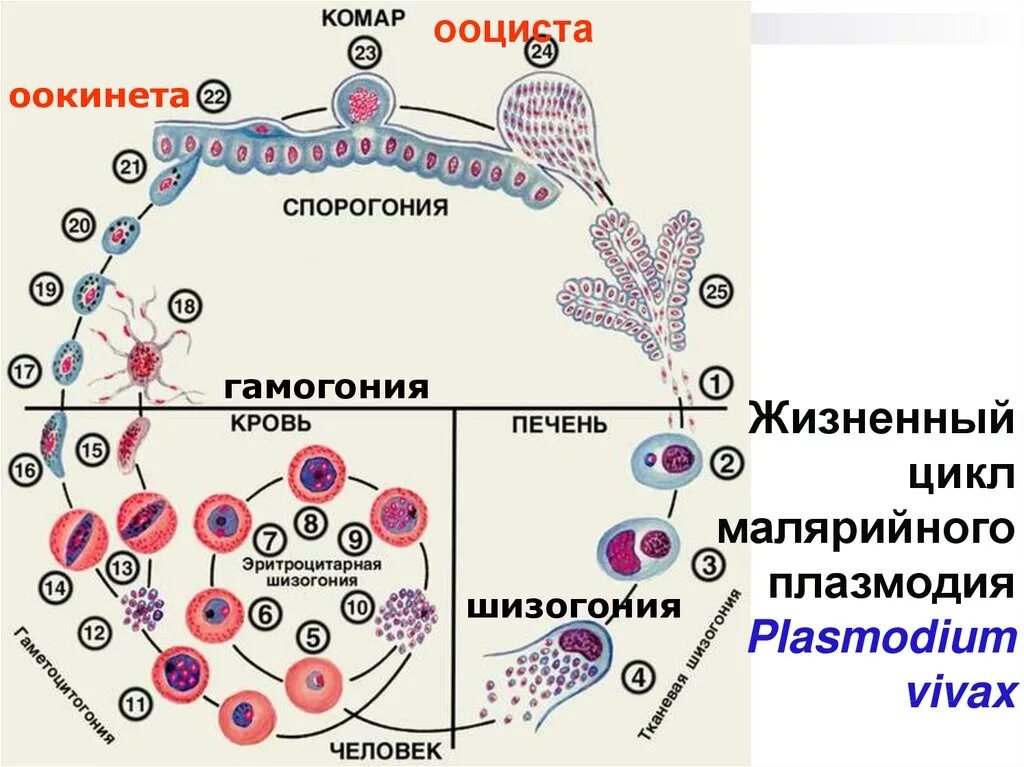 Цикл развития малярийного плазмодия схема. Стадии жизненного цикла малярийного плазмодия. Цикл развития плазмодия малярии схема. Жизненный цикл малярийного плазмодия схема. Микрогаметоцит это