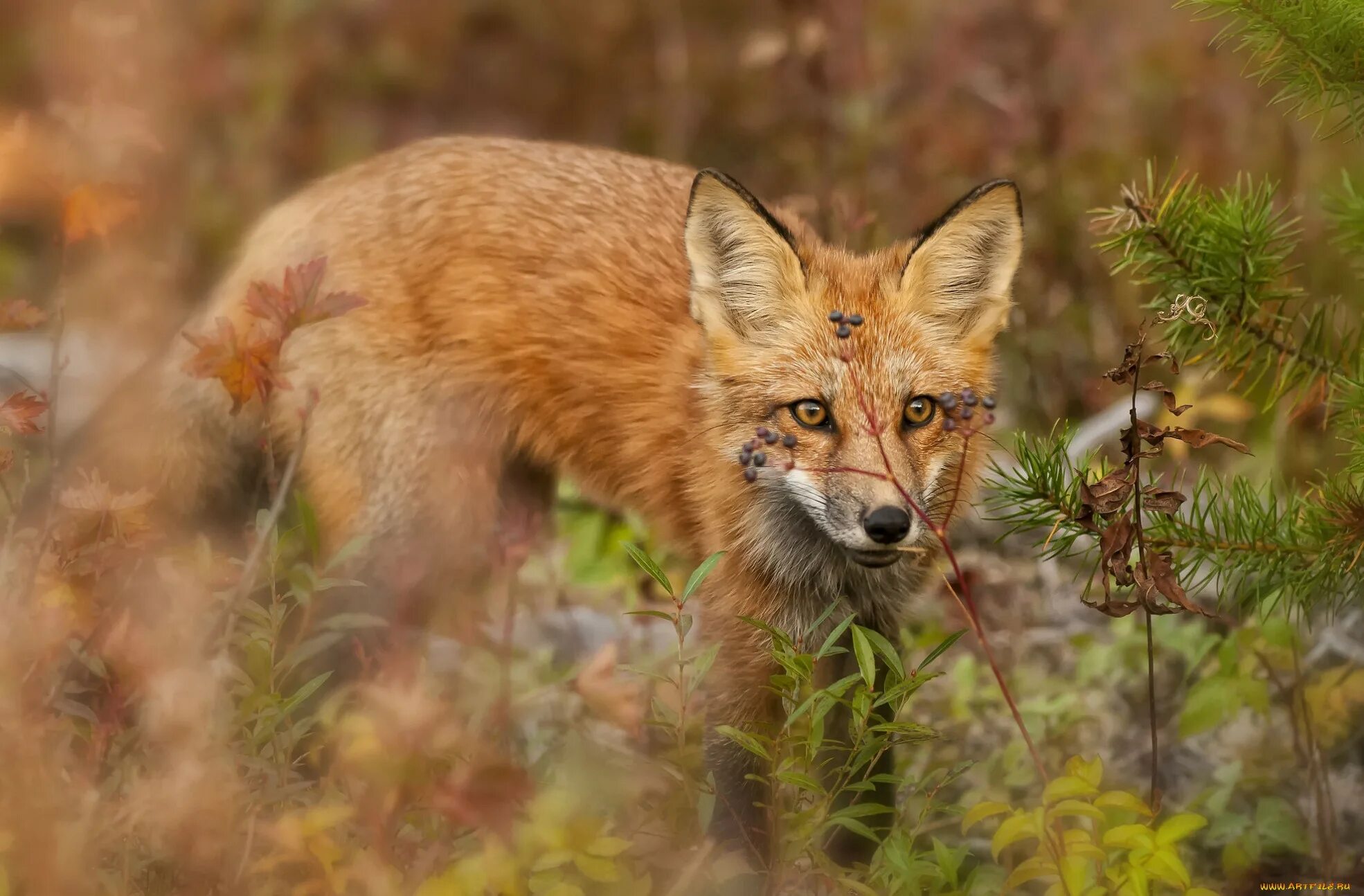 Fox them. Лесные животные. Лиса. Хищник в лесу. «Лиса в лесу».