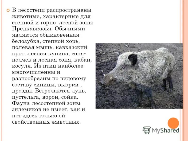 сочинение люди и животные.