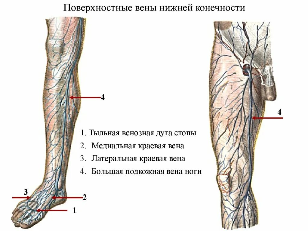 Сколько вен в ноге