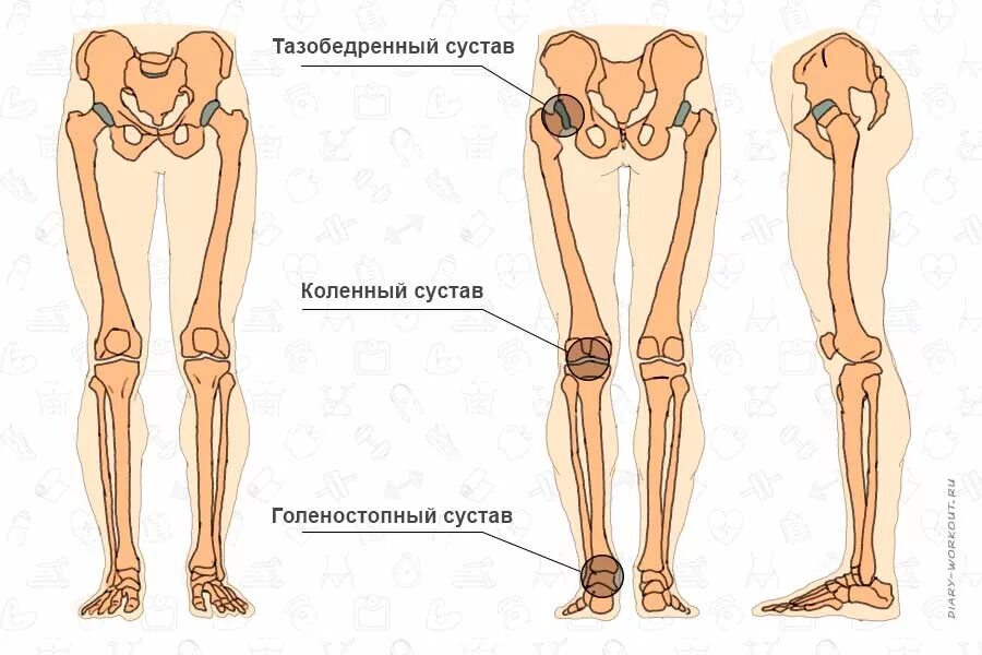 Как называются суставы у человека. Нога анатомия строение кости. суставы нижних конечностей анатомия человека. кости нижней конечности строение. кости и суставы нижней конечности человека.