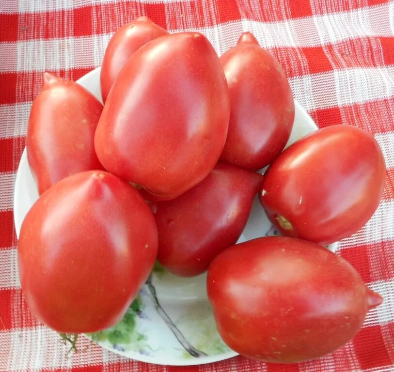 Томат розовый фламинго рассада. Томат " розовый фламинго" куст. Сорт томатов фламинго. Сорт томатов фламинго. Сорт томата розовый фламинго.