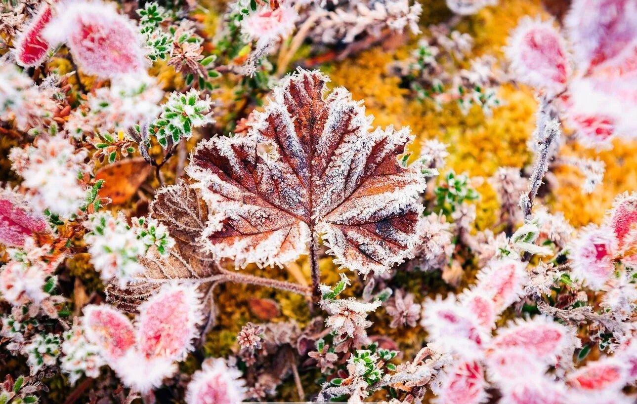 Заморозки осенью. Первый осенний заморозок. Первый осенний заморозок. Первый осенний заморозок. Осенние заморозки.