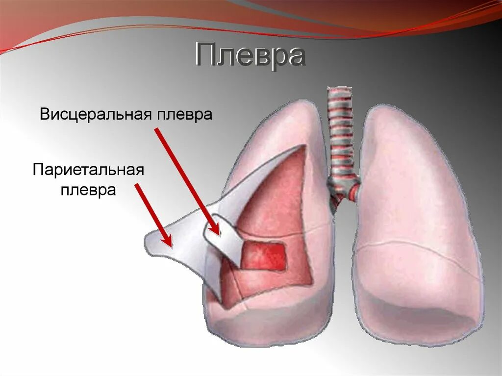 Строение легких легочная плевра. Плевральная полость 6)  плевра. Париетальная плевра легких. Париетальная и висцеральная плевра.