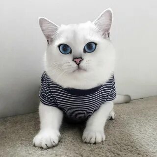 Корея коте