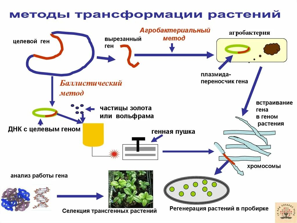 Метод агробактериальной трансформации. Метод переноса генов. Генетическая трансформация растений. Трансформация генная инженерия. Пересадка генов днк бактерий