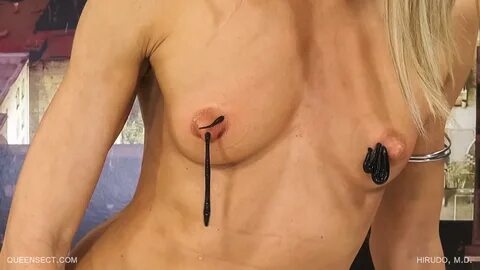 Leeches Sucking Nipples And Pussy Porn.